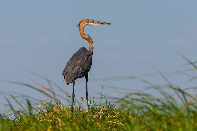 039 Botswana, Chobe NP, reuzenreiger.jpg